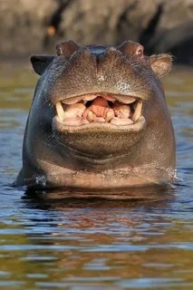 Create meme: Hippo , Hippo , hippopotamus hippopotamus