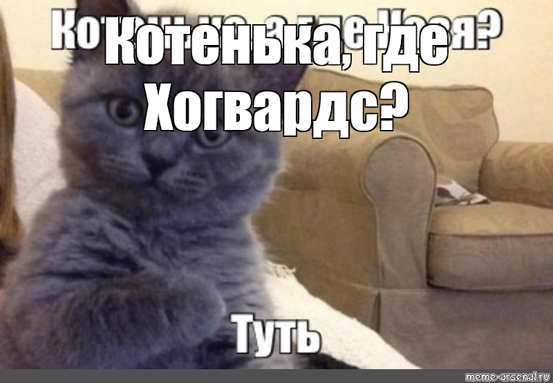 Туть котик картинка