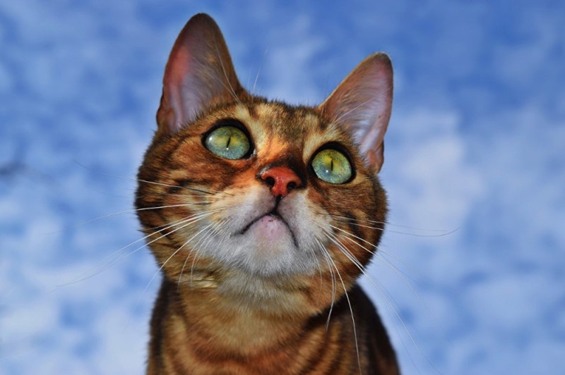 Create meme: Bengal cat, cat , cats 