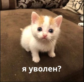 Создать мем: кот, котенок смешной, кошки маленькие