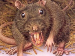 Create meme: big rat, rat mouse, rat usual
