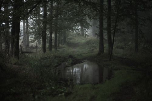 Create meme: dark forest, dense forest, gloomy landscape
