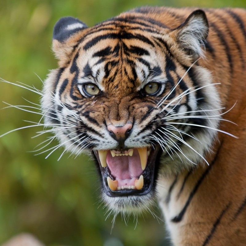 Create meme: ussuri tiger grin, Sumatran tiger , An aggressive tiger