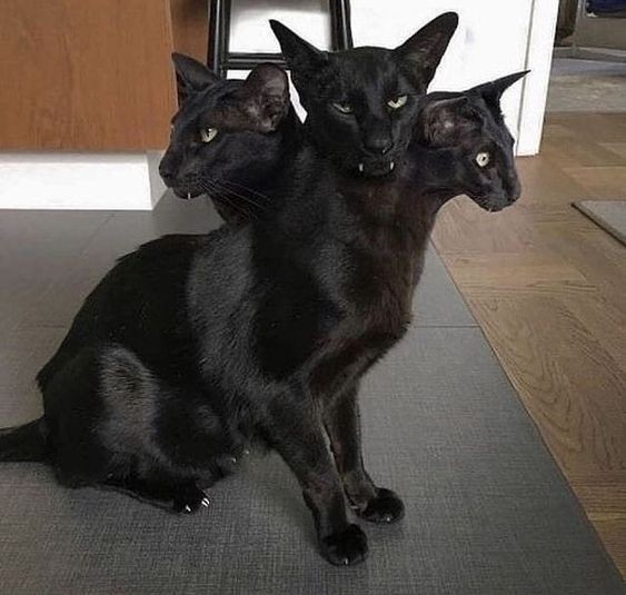 Создать мем: кошка гавана черная, бомбейская кошка, ориентальная кошка