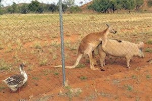 Create meme: kangaroo animals, kangaroo, the male kangaroo