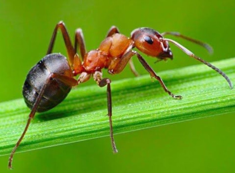 Create meme: ant , The ant is big, formica rufa