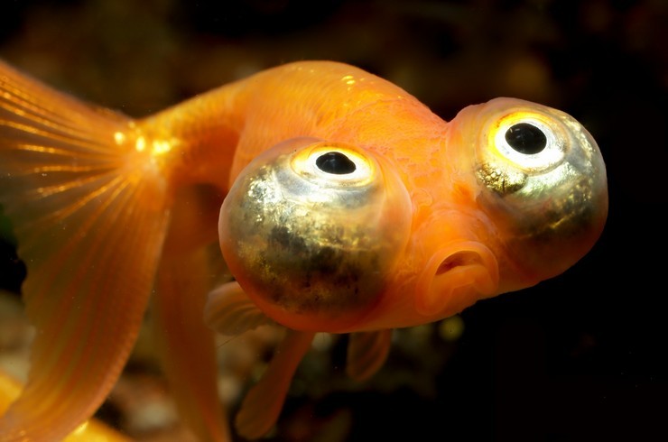 Create meme: telescope fish, fish Stargazer, bug - eyed fish