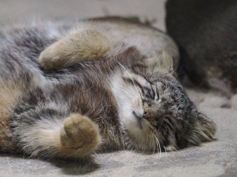 Create meme: animal manul, kitten manul, Manula the cat