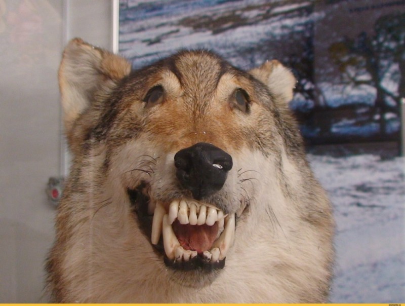 Создать мем: смешной волк, волк мем, зуб волка