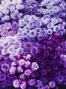 Create meme: Purple rose flowers, shades of purple, flowers