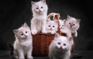 Создать мем: котята белые, котики красивые, обои на рабочий стол котята