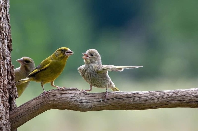 Create meme: the green bird is an ordinary chick, canary bird, ordinary greenie