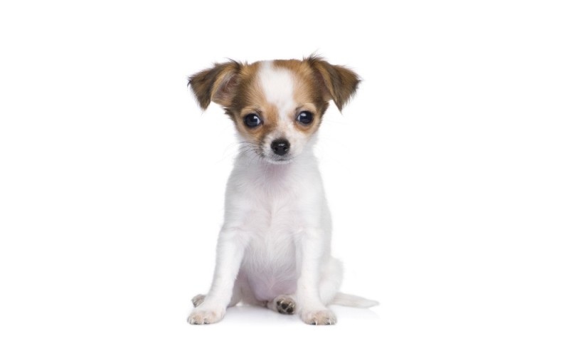 Create meme: breed Chihuahua, chihuahua, Chihuahua puppies 