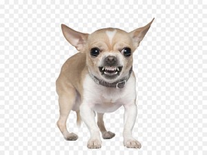 Create meme: Chihuahua dog, evil Chihuahua, Chihuahua