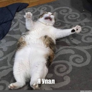 Create meme: cat funny, cat, fat cat