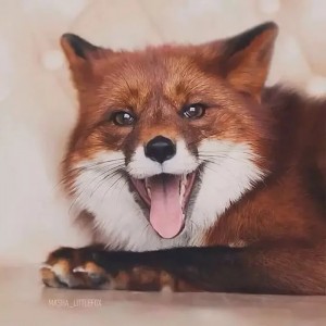 Create meme: Fox, red Fox, Fox