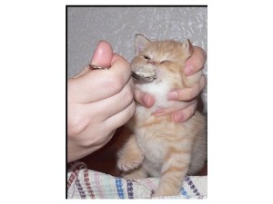 Create meme: cat fed with a spoon, cat, cat