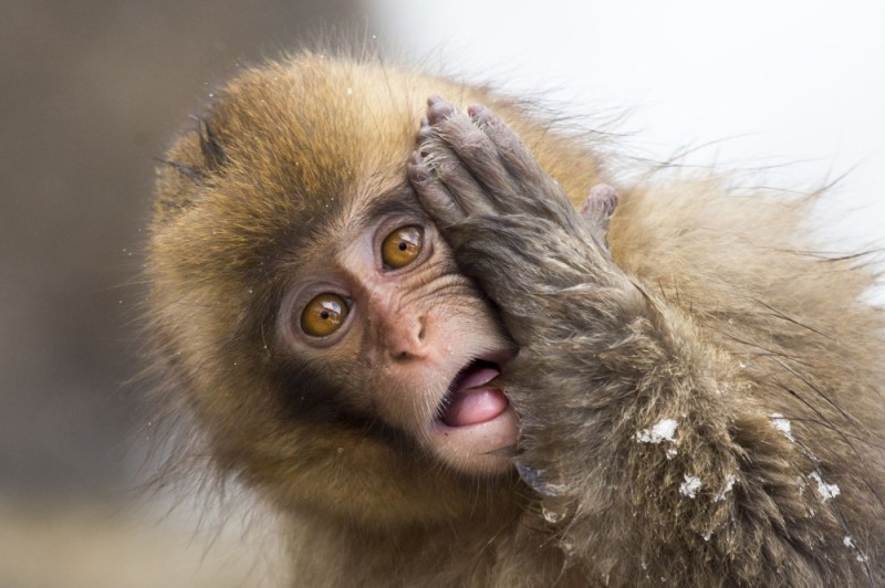 Create meme: monkey , the monkey is in shock, funny monkey 