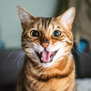 Create meme: cat , the cat with a smile, smiling cat 