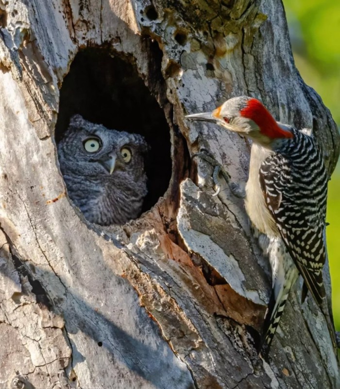 Create meme: red-bellied woodpecker, woodpecker 's hollow, woodpecker 