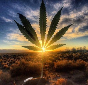 Создать мем: sunset, medical marijuana, weed