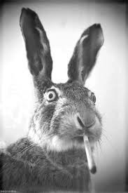 Create meme: the surprised hare, funny Bunny , hare 