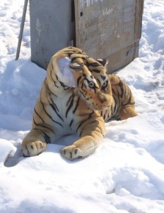 Create meme: mauled by tiger, Siberian tiger, tiger
