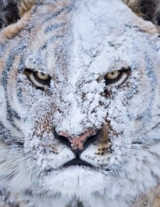 Create meme: snow, the first snow, tiger
