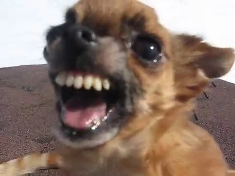 Create meme: evil Chihuahua , angry dog , angry dog Chihuahua