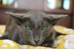 Создать мем: кошка ориентал, кошек, russian blue