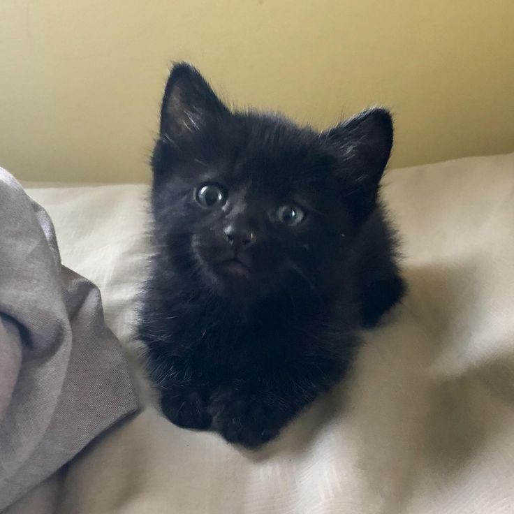 Create meme: the kitten is black, little black kitten, black cat 