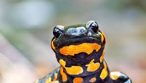 Create meme: fire salamanders, The salamander, fire salamander salamandra salamandra