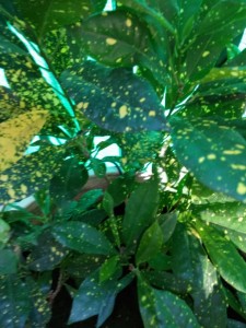 Создать мем: green leaf, аукуба уход в домашних условиях, codiaeum variegatum