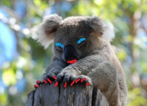Создать мем: cute koala, коала на эвкалипте, коала австралии