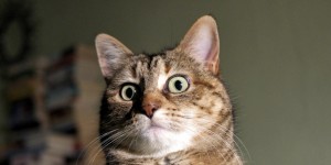 Create meme: a cat in shock, surprise cat, the surprised cat