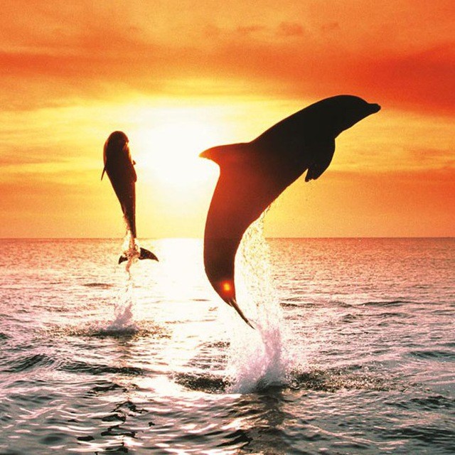 Create meme: dolphin at sunset, dolphins in the sea, dolphins at sunset