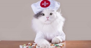 Create meme: the cat doctor, kitty medic, cat medic