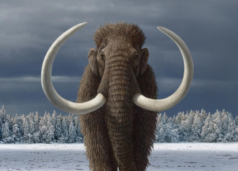 Create meme: mammoths in siberia, mammoths mammoths, mammoth