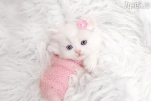 Create meme: cute kittens, white kittens, fluffy kittens