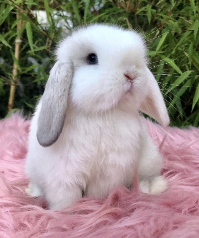 Create meme: dwarf rabbit , rabbit , lop - eared sheep rabbit