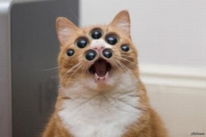 Create meme: cat, funny cat photoshop, freaky cats photo