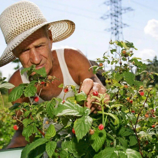 Create meme: Russian summer residents, summer resident, the garden 