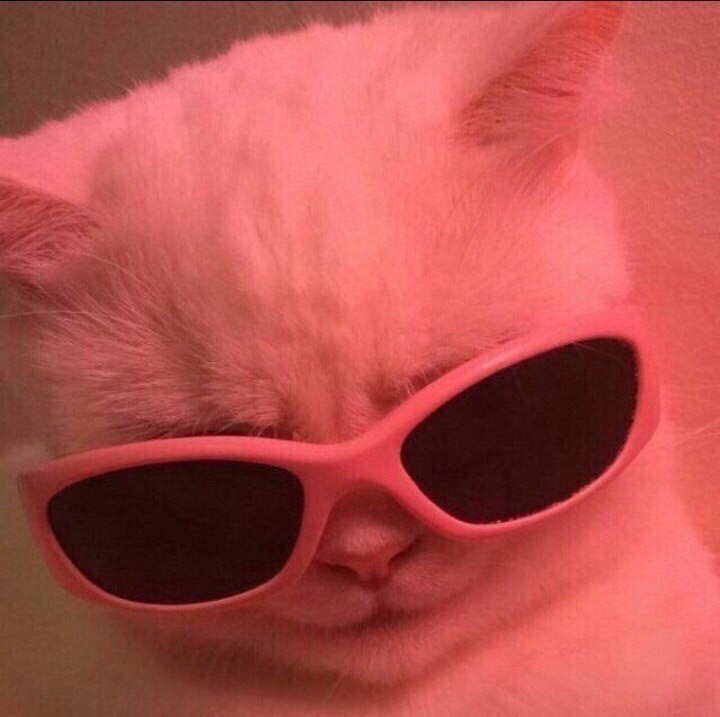 Create meme: cool cat , the cat with pink glasses