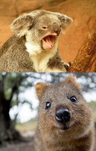 Создать мем: квокка, коала зевает, квокка животное