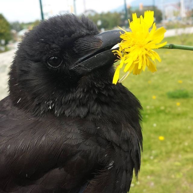 Create meme: The grey crow is a melanist, Raven, The raven bird