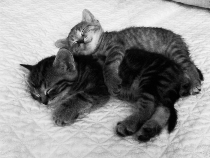 Create meme: sleeping kitten, two kittens, embracing seals