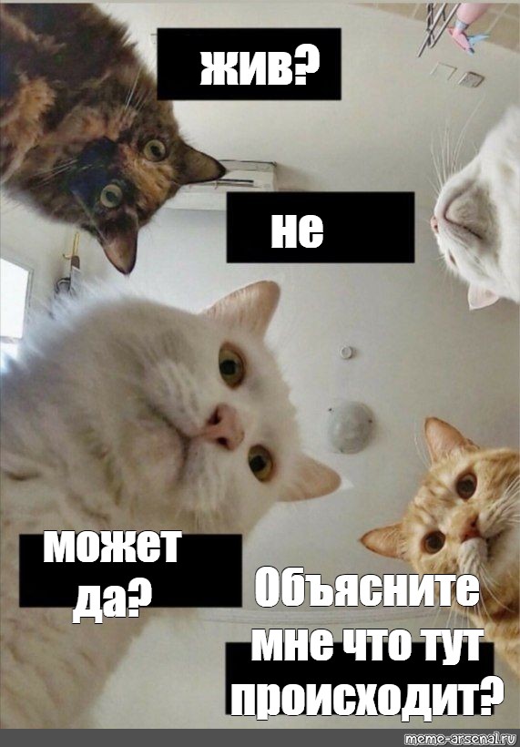 Может да может нет. Смешные мемы с живыми котиками. Живой Мем. Живые коты мемы. Ты живой Мем.