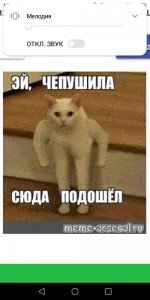 Чепушила. Кот из мема. Кот качок Мем. Кот загрузка Мем. Котик просит Мем.