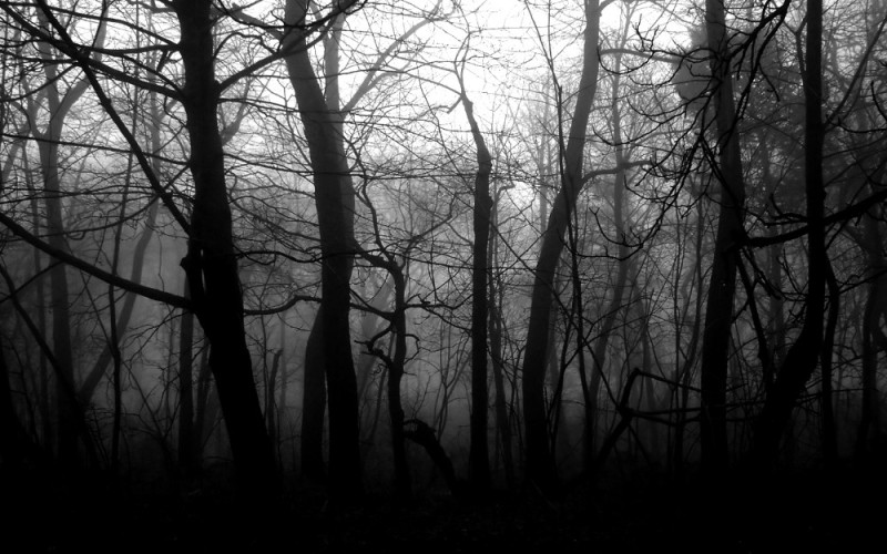 Create meme: black and white forest, Dark forest, The forest is dark and gloomy