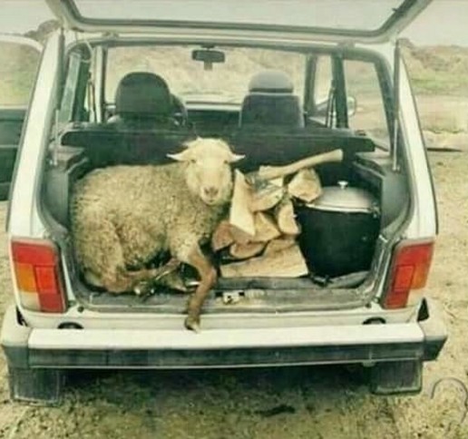 Create meme: a ram in the trunk, sheep in the trunk, sheep driving